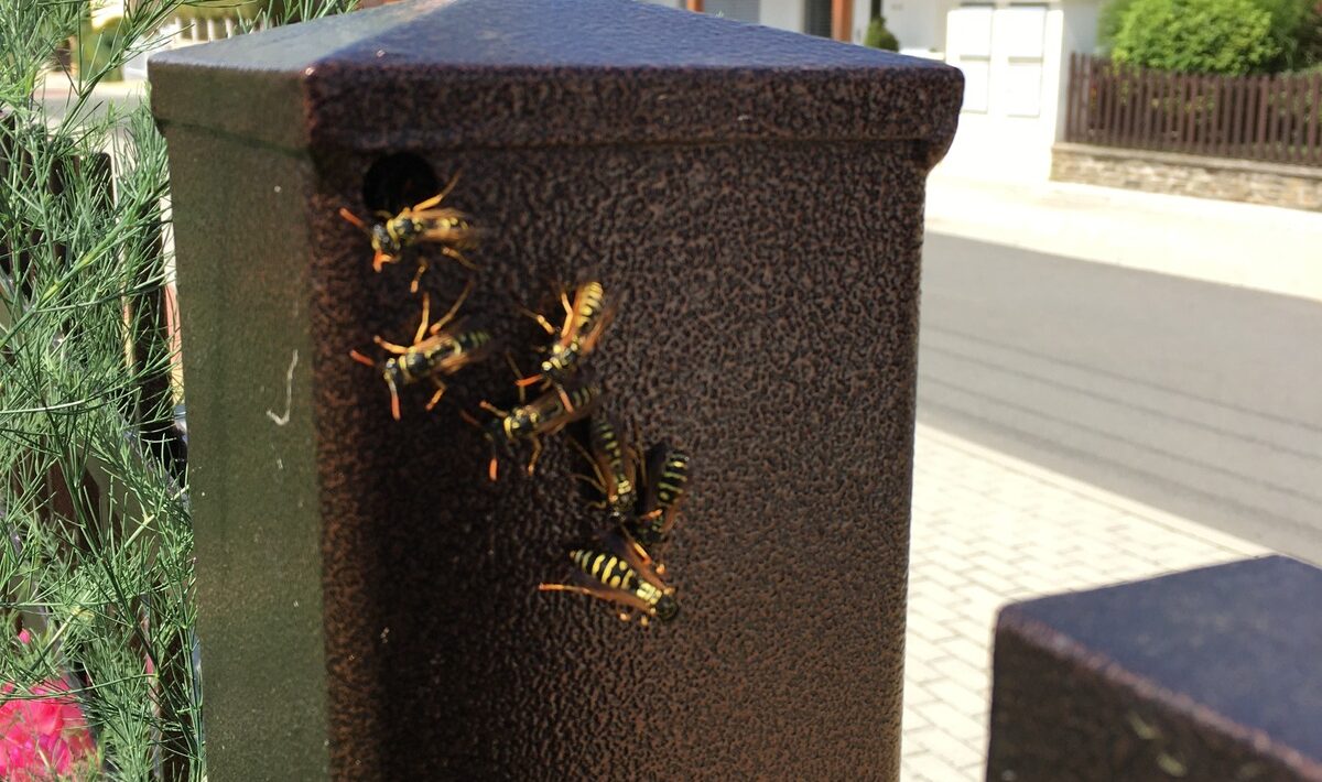 SWOT pre malé a stredné podniky: Rýchly a dáta-light prístup