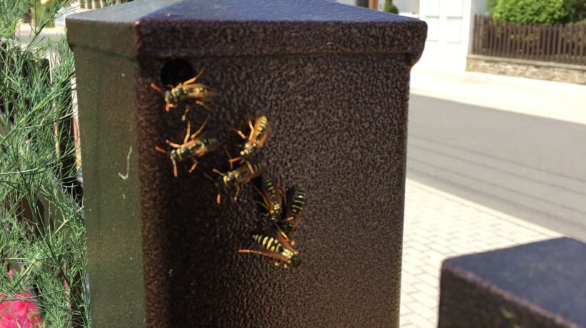 SWOT pre malé a stredné podniky: Rýchly a dáta-light prístup