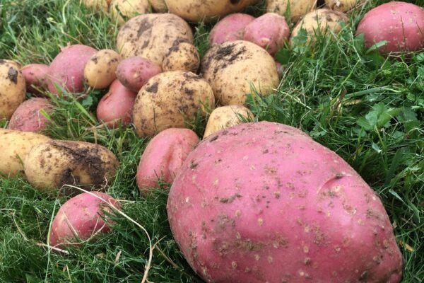 SWOT pre agilné tímy: Ročné plánovanie kapacít a rozvoja schopností