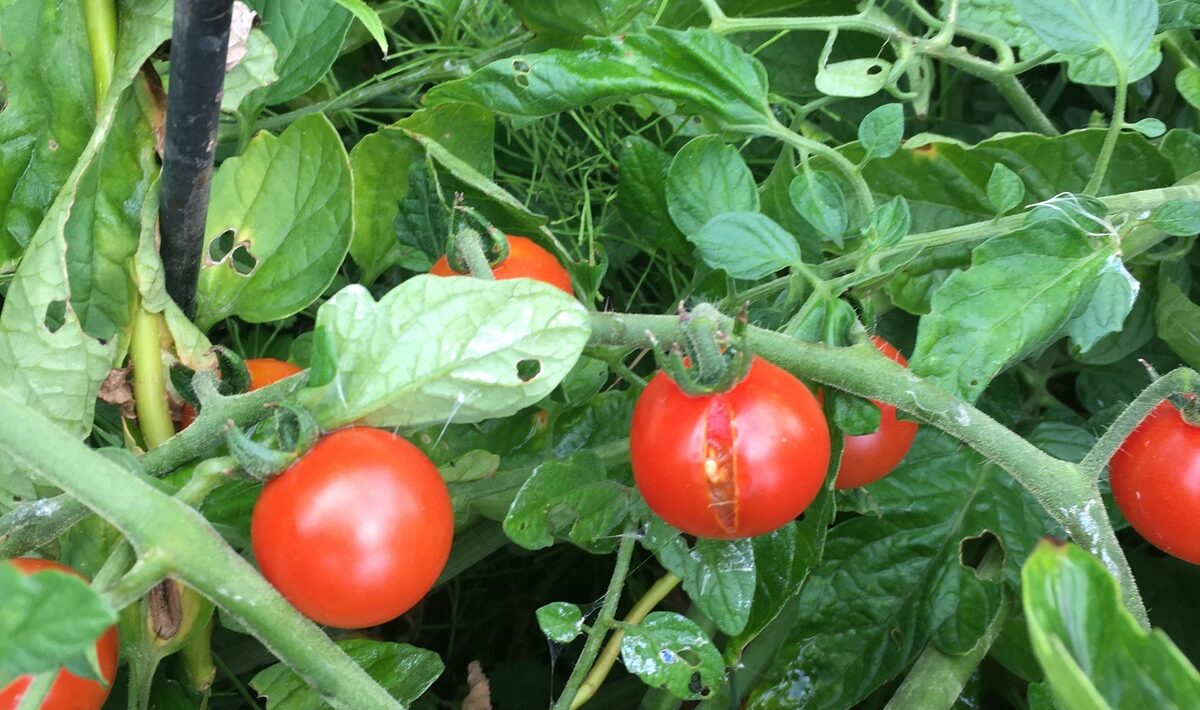 SWOT a produktový manažment: Roadmapa, Unique Value Proposition a identifikácia rizík