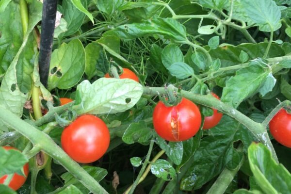 SWOT a produktový manažment: Roadmapa, Unique Value Proposition a identifikácia rizík