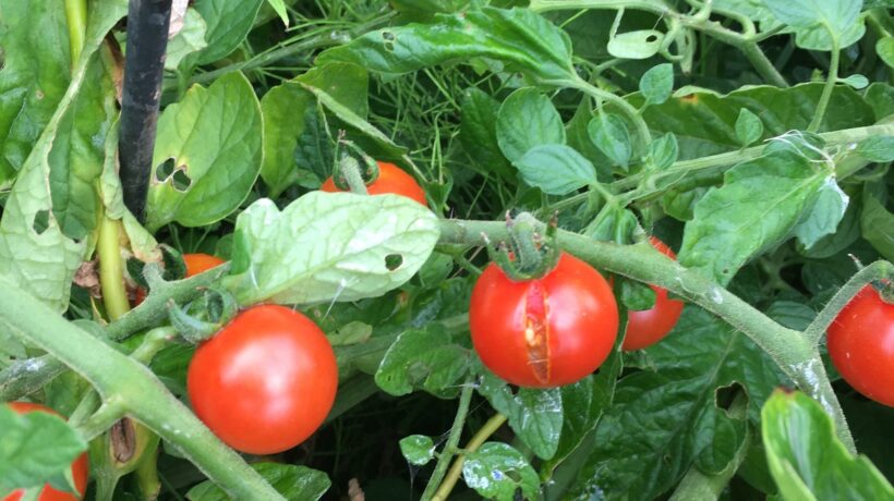 SWOT a produktový manažment: Roadmapa, Unique Value Proposition a identifikácia rizík