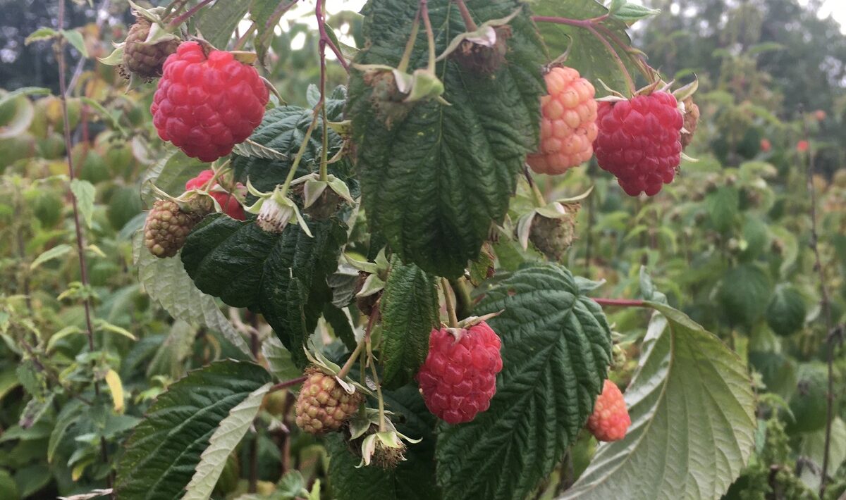 SWOT pre turizmus: Manažment sezónnosti, destinácií a kľúčových partnerstiev