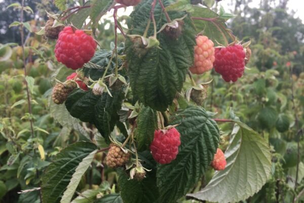 SWOT pre turizmus: Manažment sezónnosti, destinácií a kľúčových partnerstiev