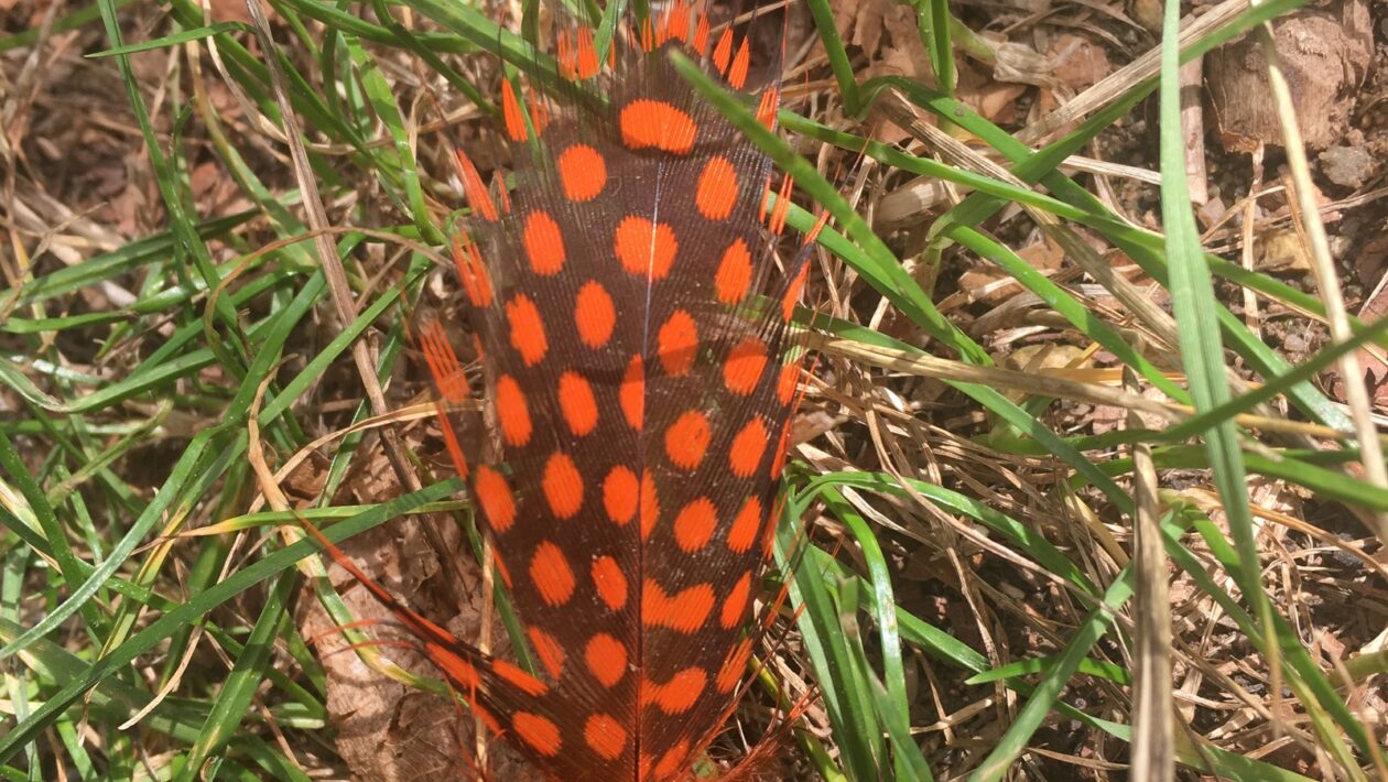 SWOT pre realitný projekt: Analýza lokality, financovania a regulačných vplyvov