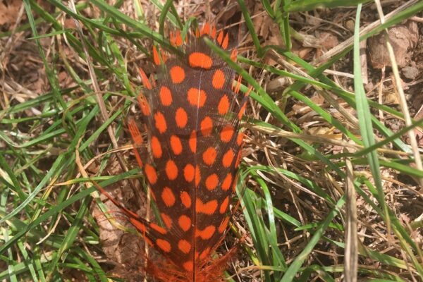 SWOT pre realitný projekt: Analýza lokality, financovania a regulačných vplyvov