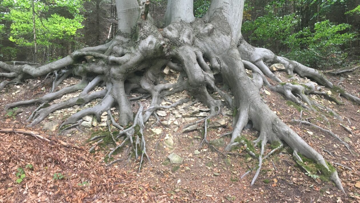 SWOT pre SaaS: Churn rate, Annual Recurring Revenue (ARR) a ekosystém integrácií