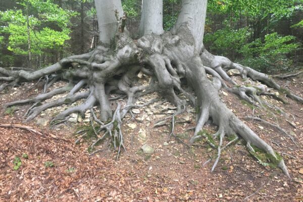 SWOT pre SaaS: Churn rate, Annual Recurring Revenue (ARR) a ekosystém integrácií