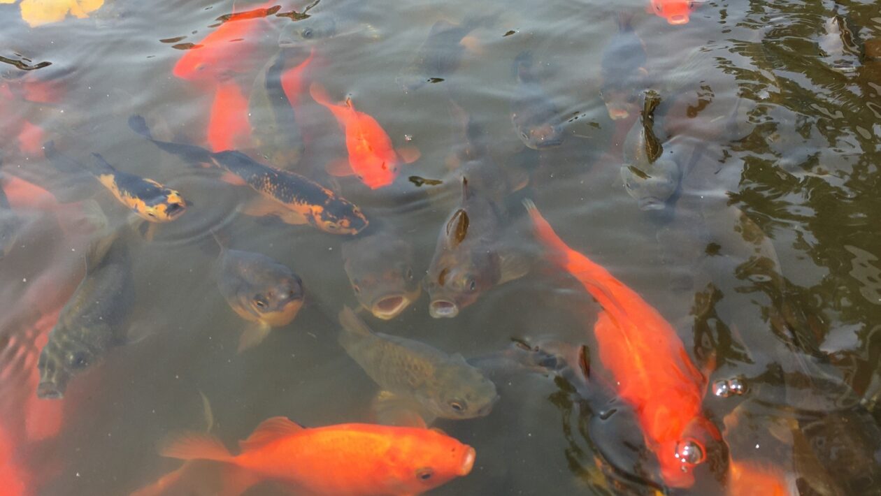 Rozpočtovanie zmien: Capex/Opex, rýchle víťazstvá a dlhodobé investície