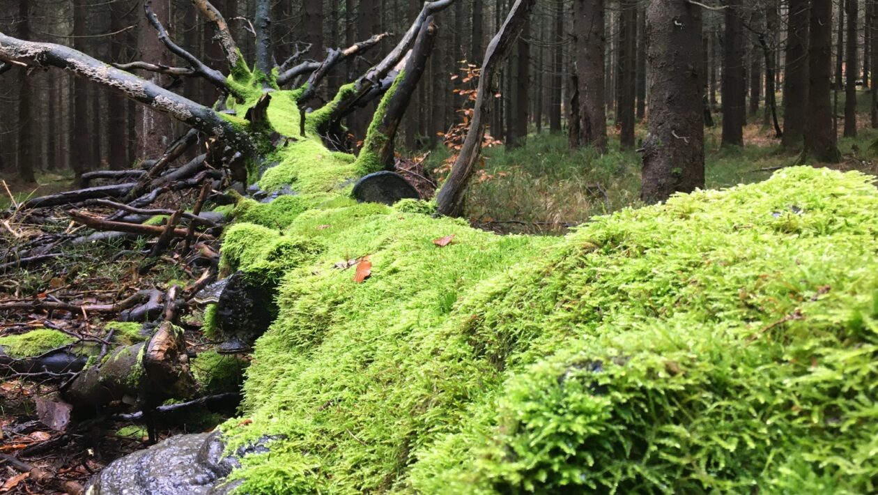 Najčastejšie chyby v SWOT: Prílišná všeobecnosť a absencia dát