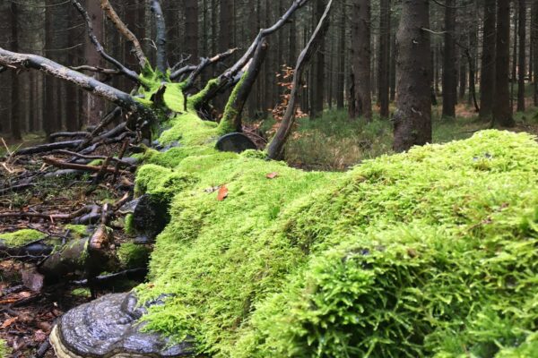 Najčastejšie chyby v SWOT: Prílišná všeobecnosť a absencia dát