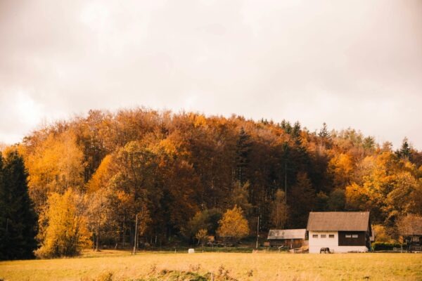 Manažment v ére AI: Budúcnosť riadenia podnikov v prostredí umelej inteligencie