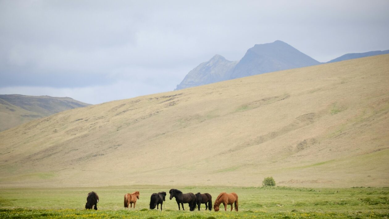 Etické dilemy: Manažérske rozhodovanie a morálne konflikty v praxi