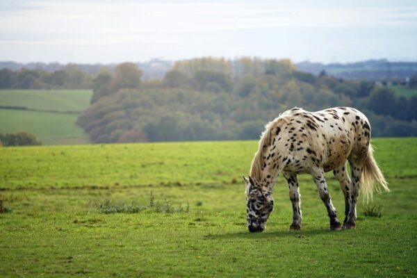 Agilná adaptácia: Revízia a adaptácia plánov podľa vývoja trhu
