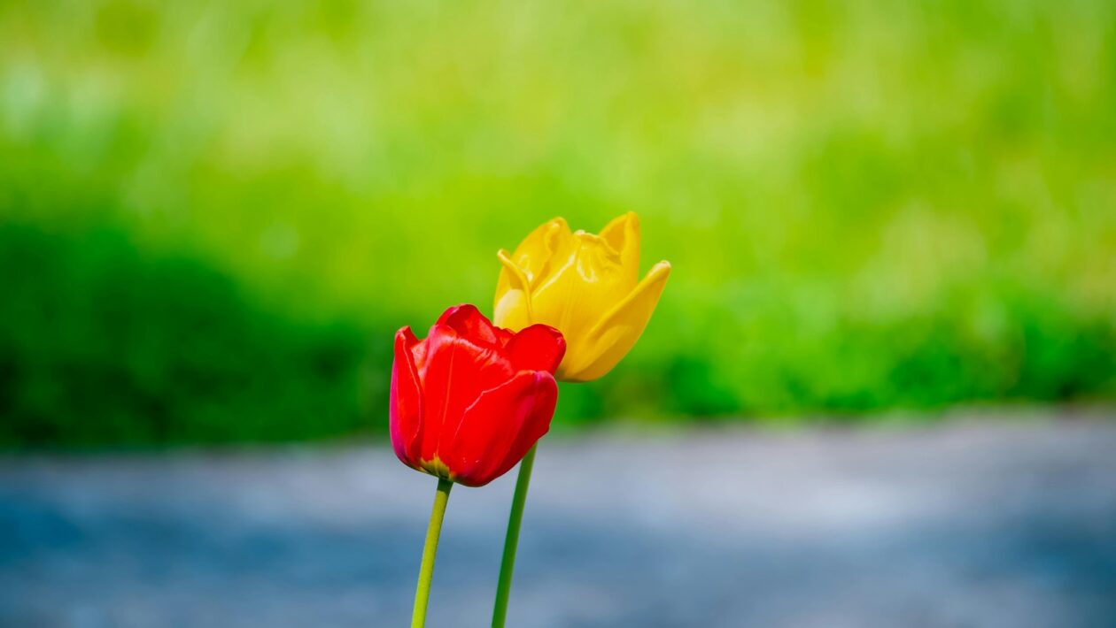 Rešpekt vs. autorita: Budovanie rešpektu bez autoritárstva