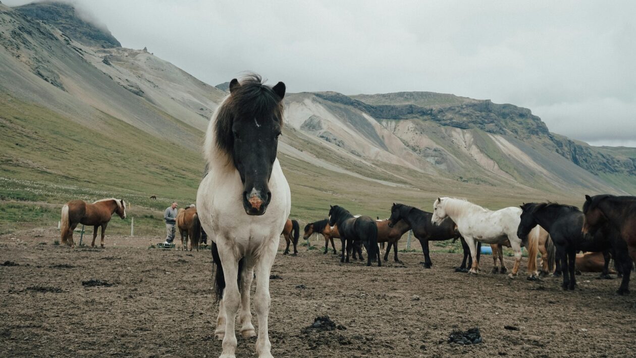 Psychologická zmluva: Vytvorenie psychologickej zmluvy medzi manažérom a tímom
