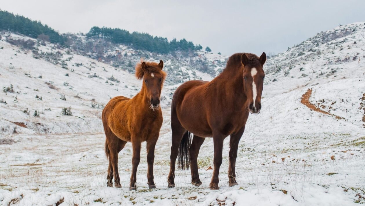 Komunikačné kanály: Kanály internej komunikácie – digitálne a osobné
