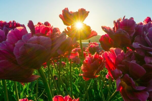 Performance Indicators: Ukazovatele výkonnosti projektov