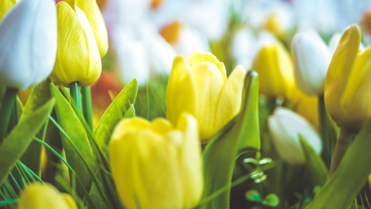 Podpora inovácií: Úloha manažérov pri podpore inovácií