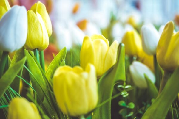 Podpora inovácií: Úloha manažérov pri podpore inovácií