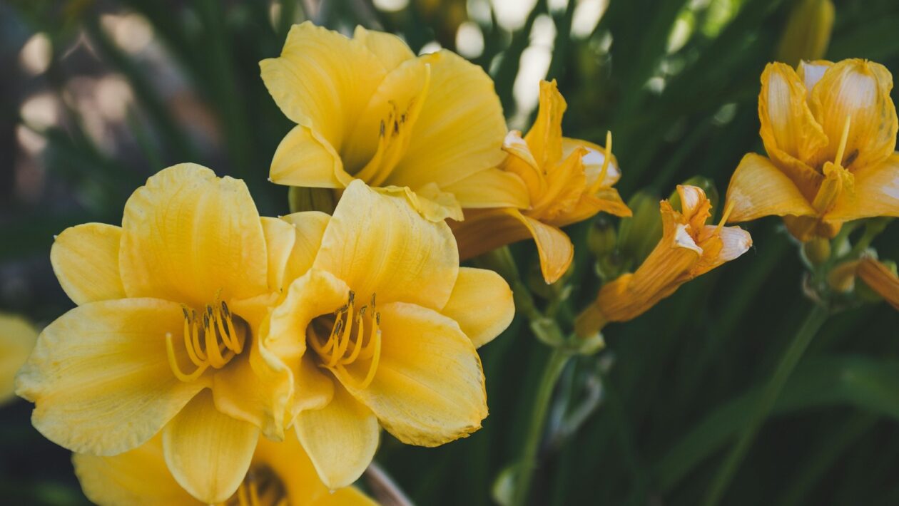 Vyjednávanie: Vyjednávanie v rôznych kultúrnych kontextoch